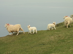 SX17924 Sheep and lambs on cliff.jpg